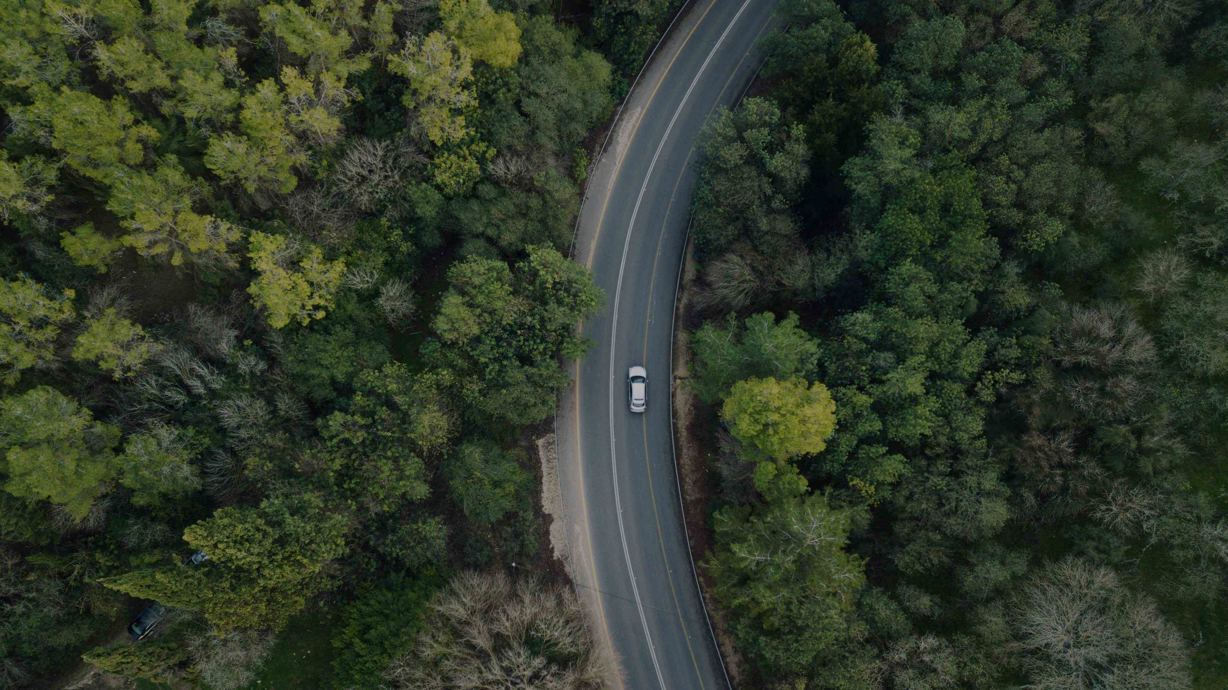 carretera rodeada de bosque
