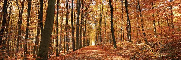 Seguro de Decesos RGAAsistencia Familiar - Bosque con un camino en estación de otoño